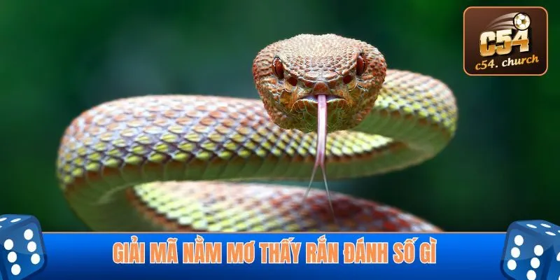 Mộng thấy rắn cắn cũng là thông điệp thú vị