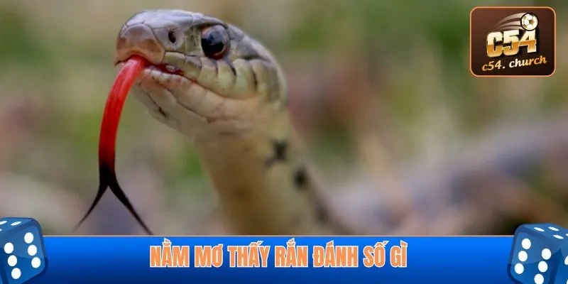nằm mơ thấy rắn đánh số gì